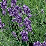 Lavendel, 6er-Set, Topf 12/13 cm Ø