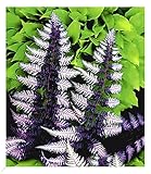 BALDUR Garten Winterharter Schmuck-Farn 'Japanese Painting', 1 Pflanze, Gartenfarn, winterharte...