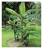 BALDUR Garten Winterharte Bananen 'grün', 1 Pflanze, Faserbanane Bananenbaum Musa basjoo...