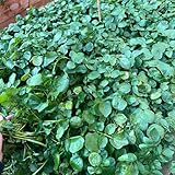 Brunnenkresse gartenpflanzen winterhart mehrjährig kräutergarten indoor Nasturtium officinale...