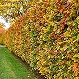 Rotbuchen 10st. 150-180cm Rotbuche Fagus sylvatica Wurzelware Heckenpflanzen Hecke Gartenhecke...