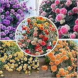 kletterrosen Samen Blumen Winterhart Duftend - 200 Stück Mischfarbe Kletterrosensamen Kletterrose...