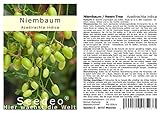 Seedeo® Niembaum/Neem Tree (Azadirachta indica) 20 Samen