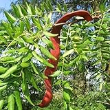 Semi Miele Locust Tree (triacanthos Gleditsia) 5 + Semi:Seeds