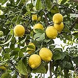 Zitronenbaum Citrus limon 'Eureka' (120-160 cm) – Immergrüner Obstbaum für Balkon, Terrasse &...
