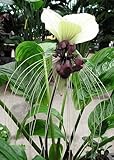 TROPICA - Nepalesische Riesen - Fledermausblume (Tacca nevia white) - 10 Samen