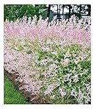 BALDUR Garten Salix-Hecke Hakuro Nishiki, 1 Pflanze, Weide, Heckenpflanzen, Flachwurzler,...