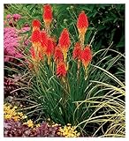Stauden Gänge 1 x Kniphofia 'Papaya Popsicle'...
