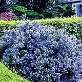 Gardeners Dream Ceanothus 'Yankee Point' Kalifornischer Flieder im Topf - Blühende & Immergrüne...