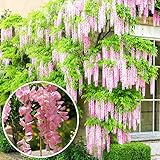 Gardener Dream Glyzinie Rosea - Rosa Blühende Wisteria Pflanze - Blauregen Kletterpflanze...