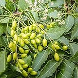 neem baum samen - Azadirachta indica - Niembaum - baumsamen - Seltene Pflanzen serie - bäume kaufen...