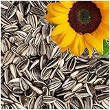 Lyra Pet® | 25 kg Sonnenblumenkerne Gestreift | Wildvogelfutter für Sommer & Winter | Ideal für...