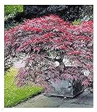 BALDUR Garten Japanischer Ahorn 'Burgund', 1 Pflanze, Ahornbaum rote Blätter winterhart, sehr...
