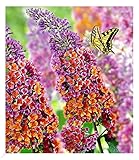 BALDUR Garten Buddleia Sommerflieder 'Flower-Power' Schmetterlingsflieder, 1 Pflanze, Buddleja...