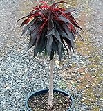 Zwergpfirsich Bonfire(S) Crimson® rotlaubig ca. 60 cm hoch, auf Stamm 5 Liter Topf