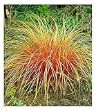 BALDUR Garten Carex 'Bronze Reflection' Segge winterharte Staude, 3 Pflanzen Ziergräser,...