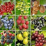Gardeners Dream 3er Set Topf Obst Pflanzen - Garten Pflanzen & Balkon Obst Pflanzen Anbau -...