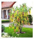 BALDUR Garten Chimären-Goldregen, 1 Pflanze, Laburnocytisus adamii Edel Goldregen, mehrfarbig,...