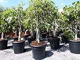 gruenwaren jakubik Feigenbaum - hell UND dunkel - in 1 Topf, Obstbaum, winterhart, Ficus Carica,...