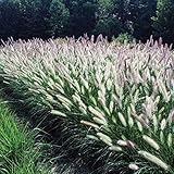 3 x Pennisetum alopecuroides ‚Foxrot' 1 Liter (Ziergras/Gräser/Stauden/Winterhart) Buntes...