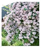 BALDUR Garten Rosa Perlmuttstrauch, 1 Pflanze, bienenfreundlich, winterhart, pflegeleicht,...