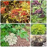 holunder - zimmerpflanzen winterharte holunder exotische, zimmerpflanzen winterharte garten 70samen