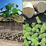 Paulownia elongata 100+ frische Samen Geschenk ROYAL schnellwachsender Baum