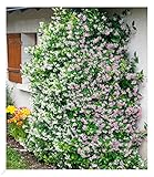 BALDUR Garten Duft-Jasmin 'Pink & Weiß',2 Pflanzen Trachelospermum jasminoides, Pink Showers,...