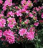 Azalea japonica Rosalind - japanische Azalee Rosalind 25-30