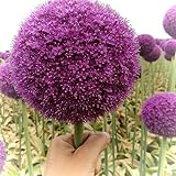 10 pcs allium zwiebeln winterhart mehrjährig, winterlinge zwiebeln winterharte stauden mehrjährig...