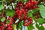 3er Set Ribes rubrum 'Jonkheer van Tets' - Rote Johannisbeere, 40-60 cm - Premium Obstpflanzen für...