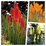 3 x Kniphofia Kollektion - Fackellilie/Tritome (Winterhart/Staude/Dauerblüher/Bienenferundlich) -...