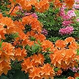 Gardeners Dream Orange Azalee (1 Stk.) - Japanische Rhododendron Pflanze - Immergrüne Azalee...