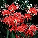 Lycoris Radiata Zwiebel Rote Spinnenblume Zierblume AußEnbepflanzung-5 Zwiebeln