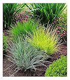 BALDUR Garten Gräser-Trio 3 Pflanzen Ziergräser Festuca glauca Elijah Blue, Festuca gautieri,...