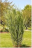 1 x Panicum virgatum 'Northwind' XXL Topf (Ziergras/Gräser/Staude/Winterhart) BLICKFANG/TOP...