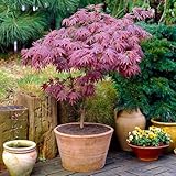 Gardeners Dream Japanischer Fächerahorn Acer Palmatum Atropurpureum - 1 x Japanischer Ahorn...