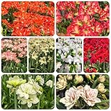 amarylliszwiebel mehrjährige garten exotische winterhart bodendecker 3pcs