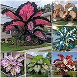 1000 Stcs gemischte große Elefantenohren, Blumenzwiebel Mix, Winterhart zwiebeln, Winterhart...