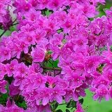 Gardeners Dream Purple Azalee (1 Stk.) - Japanische Rhododendron Pflanze - Immergrüne Azalee...