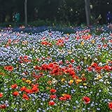 Wildblumensamenmischung, einfach zu züchtende robuste mehrjährige Blumensamen, großartige...