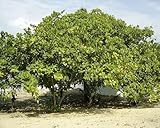 frische neue 5 Stück Cashewbaumsamen