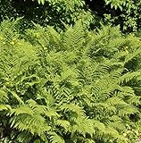 Adlerfarn - Pteridium aquilinum - Gartenpflanze