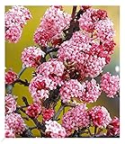 BALDUR Garten Duft-Schneeball 'Dawn', 1 Pflanze, Viburnum bodnantense Winterschneeball, winterhart,...