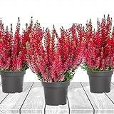 Heidekraut, Knospenheide, Besenheide 'Farbe Rot' 3x Pflanze im Topf, Calluna vulgaris, für Balkon,...