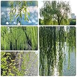 Trauerweide, Salix babylonica, alte sorten Trauerweide stauden winterhart mehrjährig winterharte...