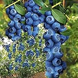 Qulista Samenhaus - 30pcs Selten Heidelbeere 'Hortblue®' Obstsamen Obstbaum mehrjährig winterhart...