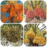 dattelpalmesamen - winterharte balkon outdoor exotische küche deko 35pcs