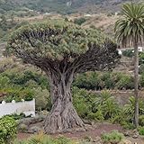 drachenbaum kaufen, winterhart, balkon, mehrjährig hochbeete für garten, 10samen