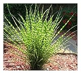 1 x Miscanthus sinensis 'Zebrinus' 1 Liter (Ziergras/Gräser/Stauden/Winterhart) Chinaschilf -...